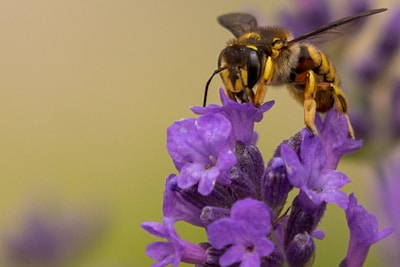 black and yellow bee on purple flower