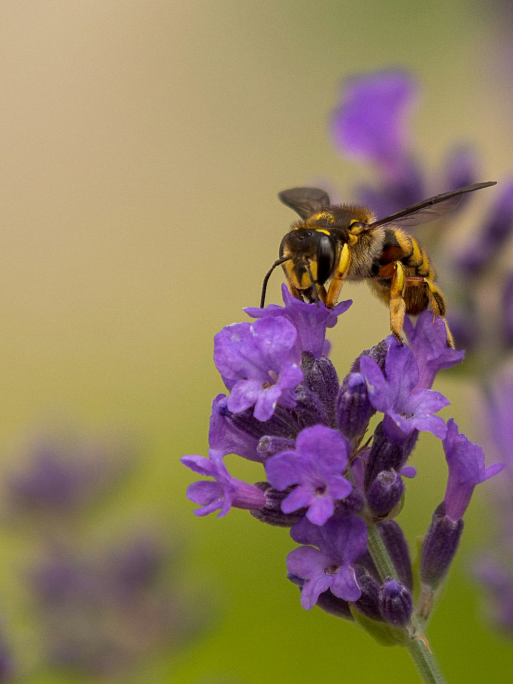 black and yellow bee on purple flower