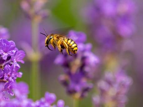 yellow and black bee on purple flower