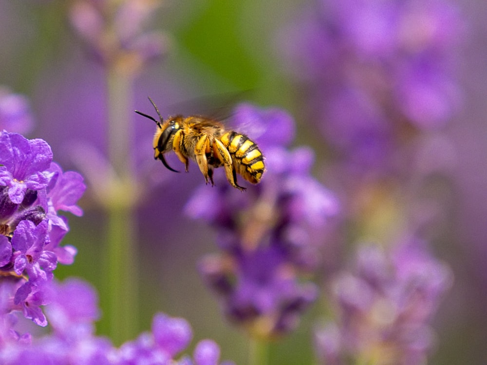 yellow and black bee on purple flower