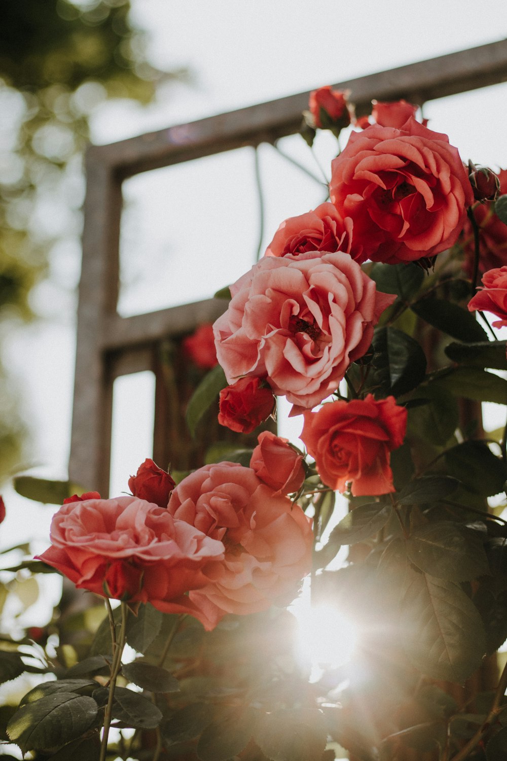 red roses in white vase