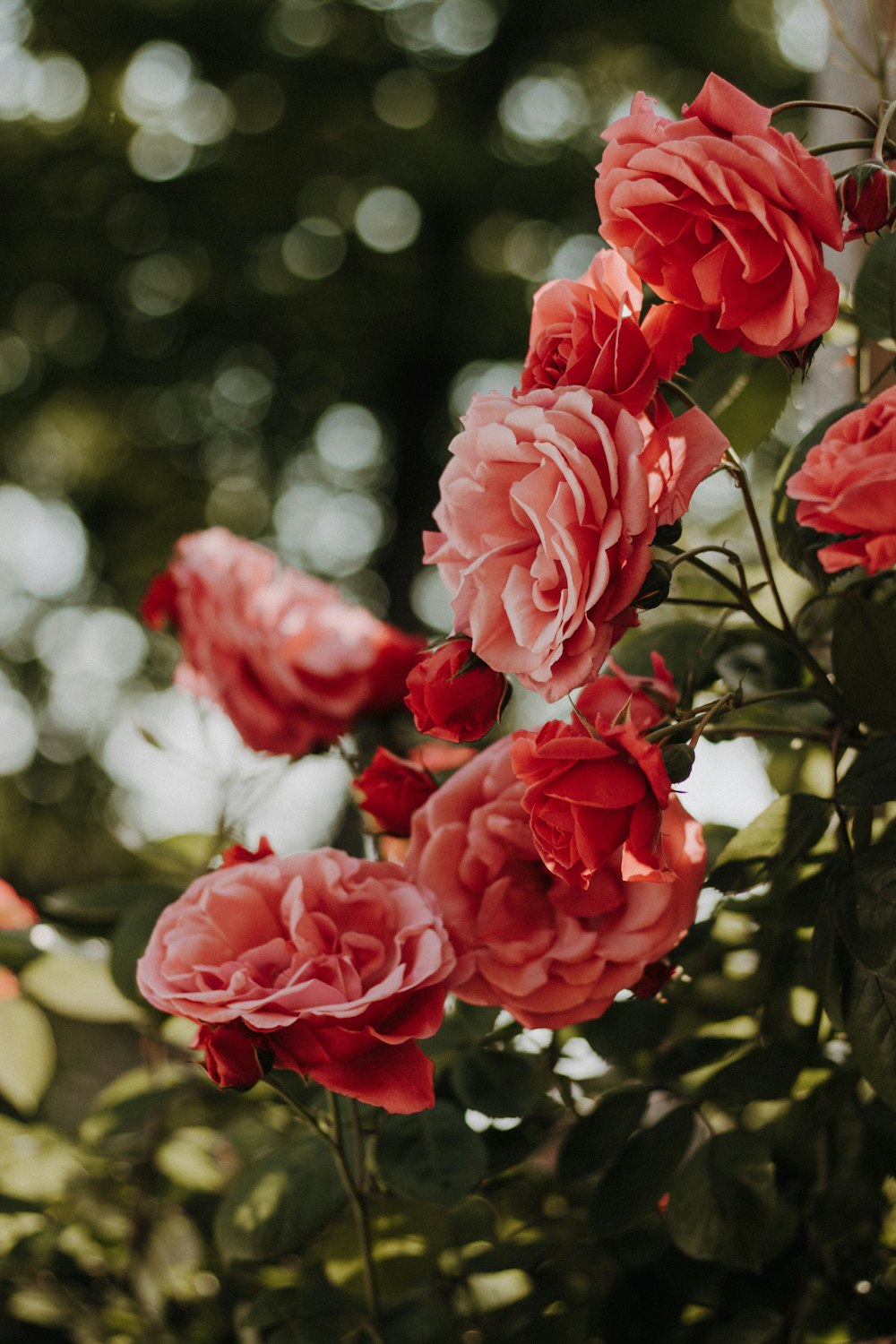 pink roses in tilt shift lens