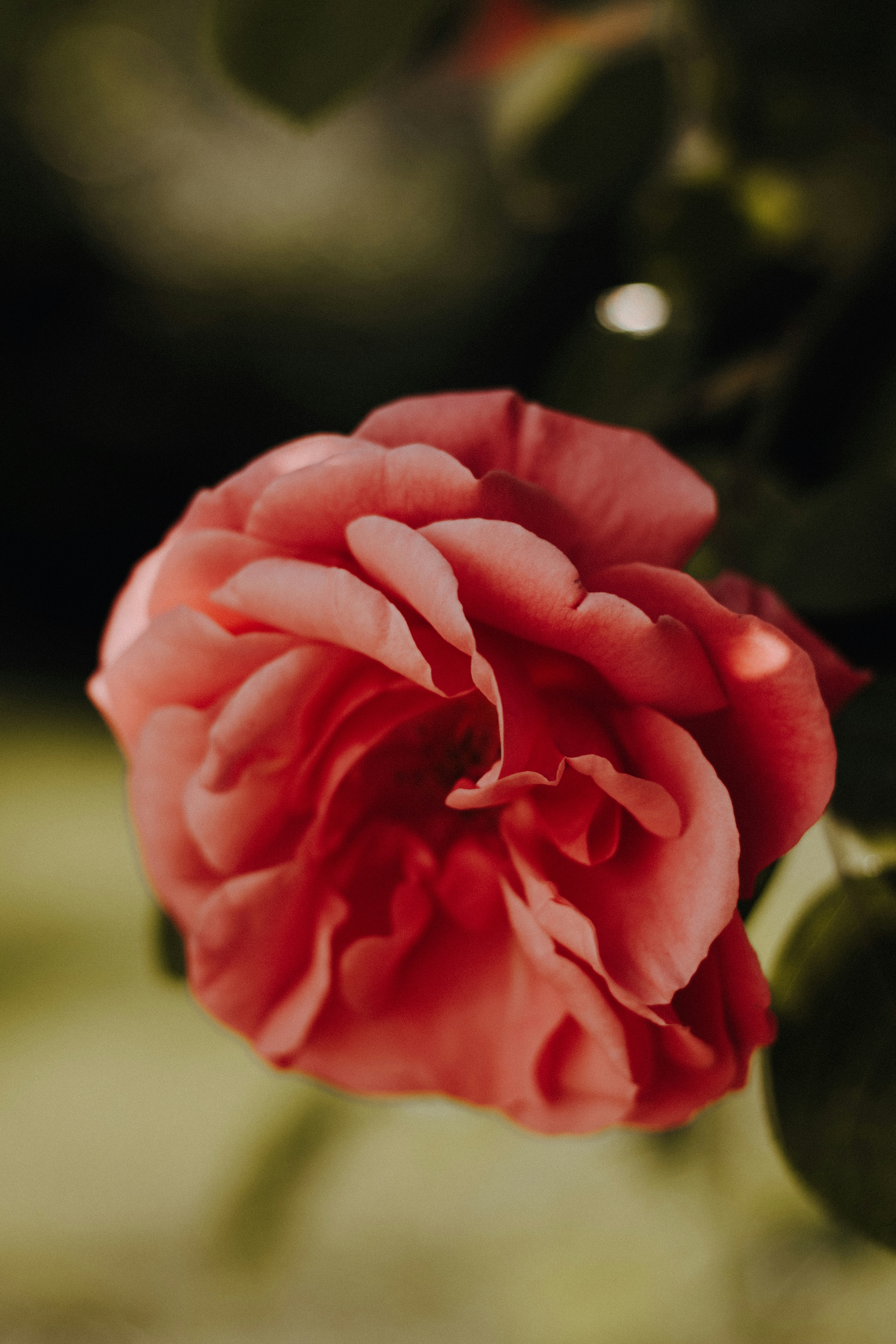 昼間に咲くピンクのバラの写真 Unsplashで見つけるドイツの無料写真