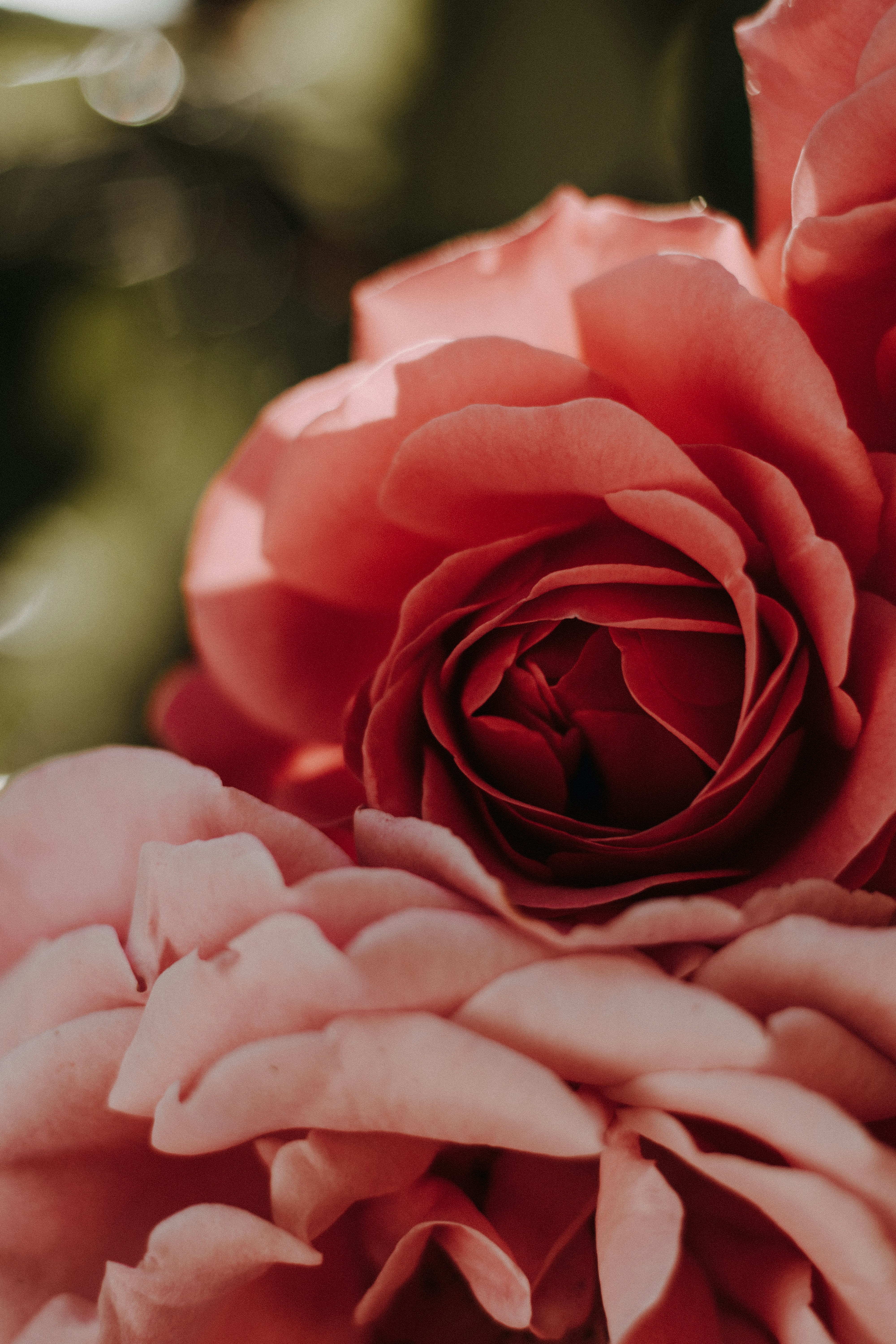 昼間に咲くピンクのバラの写真 Unsplashで見つけるドイツの無料写真