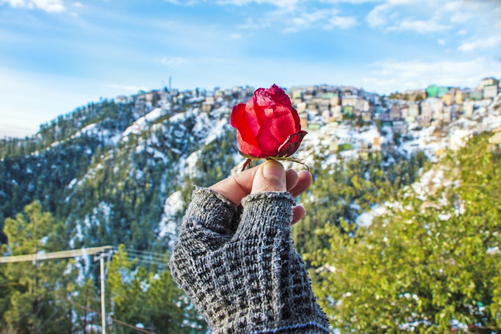person holding red rose during daytime