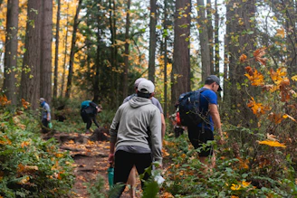 a group of people in a forest