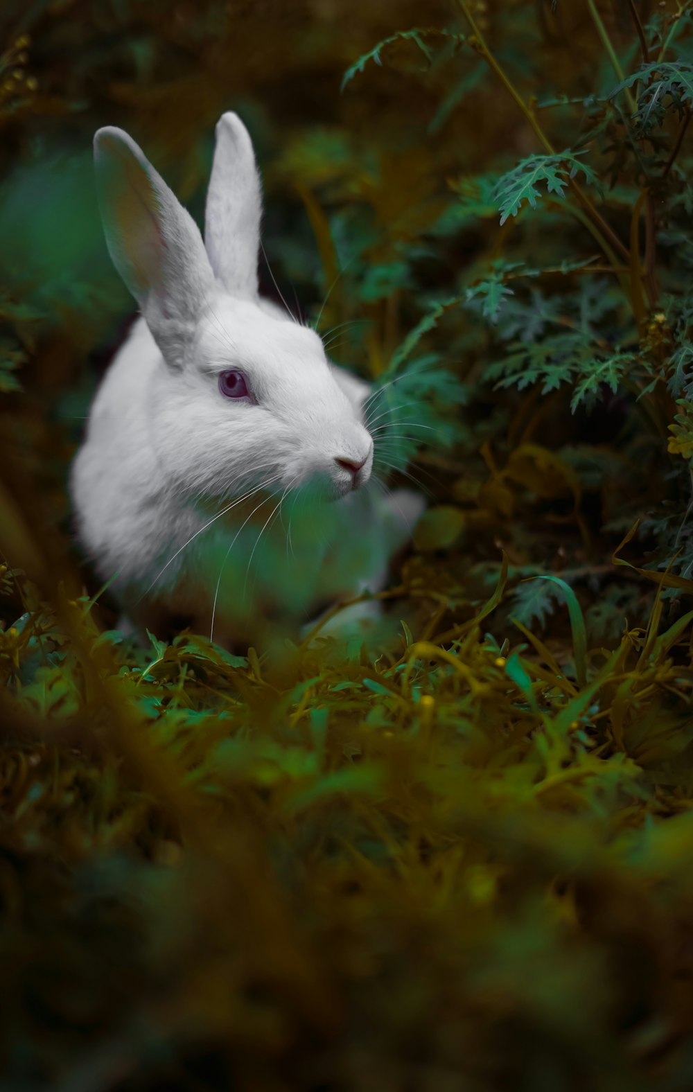 Weißes Kaninchen auf grünem Gras