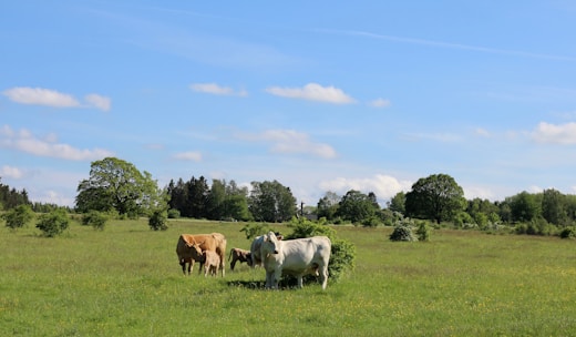 A close-up of healthy cattle grazing in a lush green pasture under a clear sky.