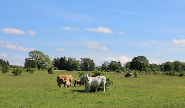 A group of healthy livestock grazing in a green pasture surrounded by trees.