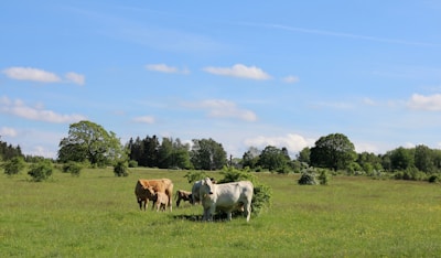 A close-up of healthy cattle grazing in a lush green pasture under a clear sky.