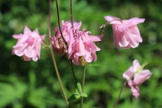Pink flowers with delicate layered petals and long stems stand prominently against a blurred green background. The natural beauty is accentuated by sunlight illuminating the blossoms, highlighting their soft and intricate structure.