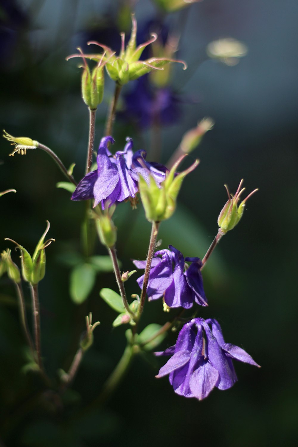 purple flower in tilt shift lens