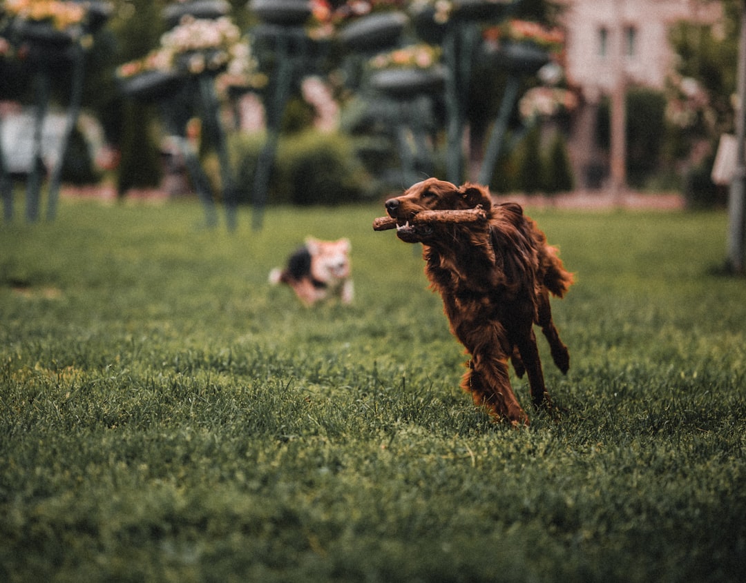 brown short coated dog on green grass field during daytime