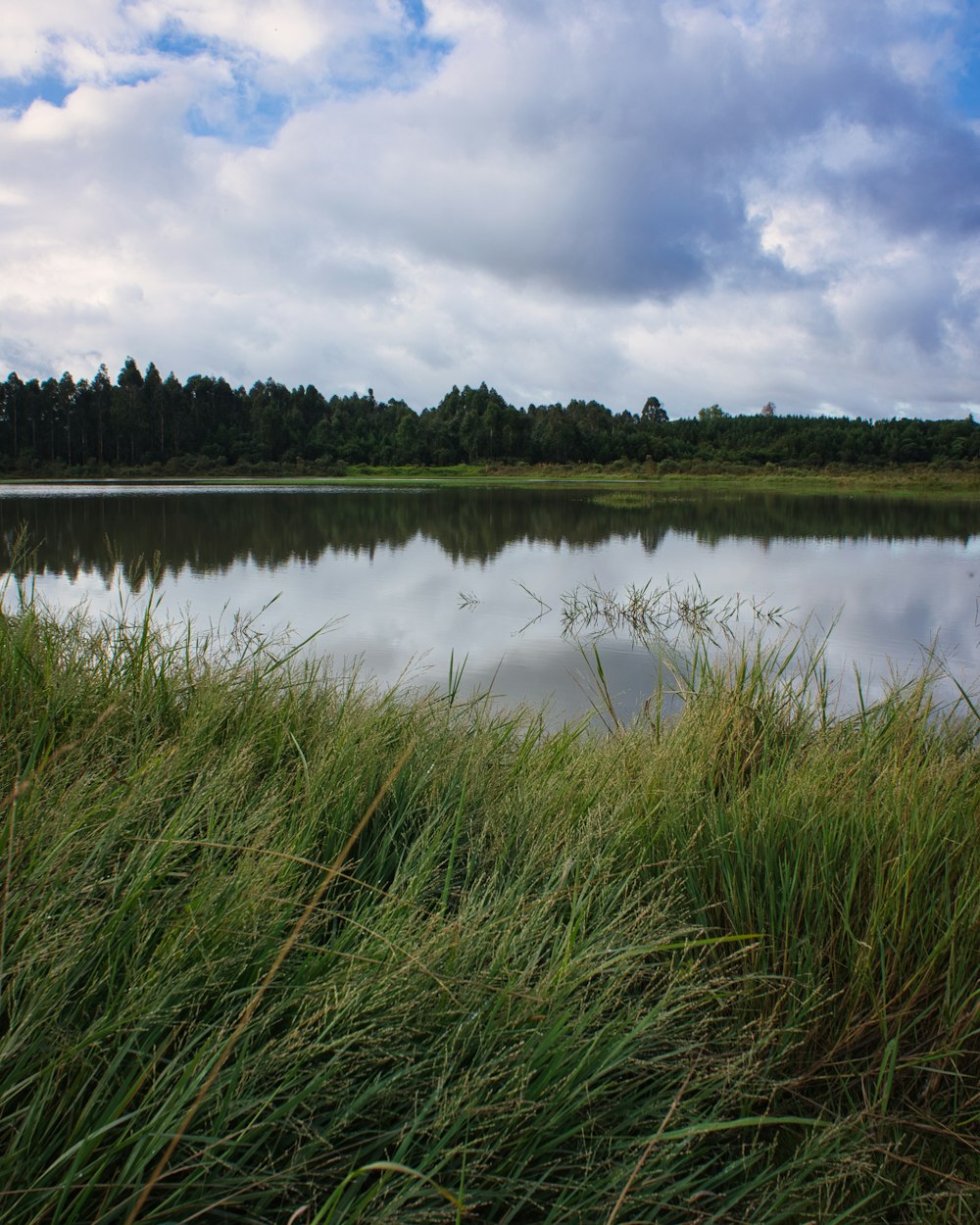 a body of water surrounded by tall grass