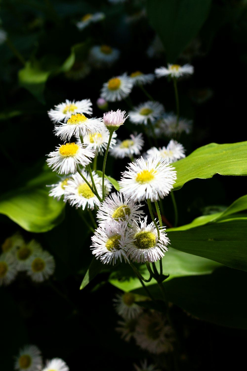 white and yellow flowers in tilt shift lens