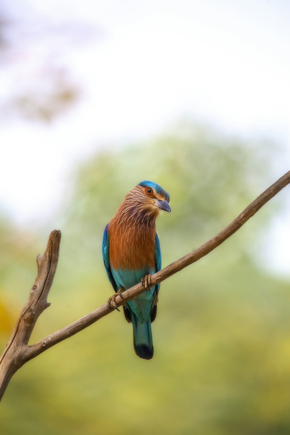 pássaro azul e marrom no galho marrom da árvore durante o dia