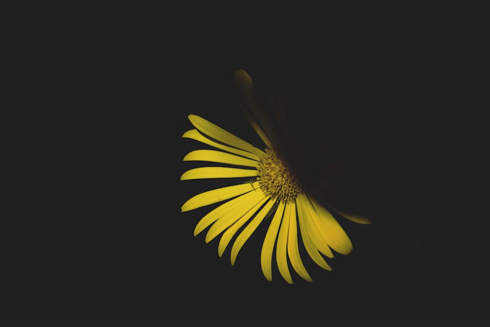 yellow and black flower in black background