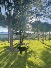 A friendly male dog standing proudly in a sunny backyard.