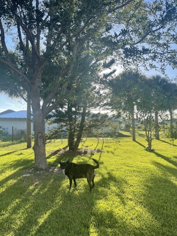 A friendly male dog standing proudly in a sunny backyard.