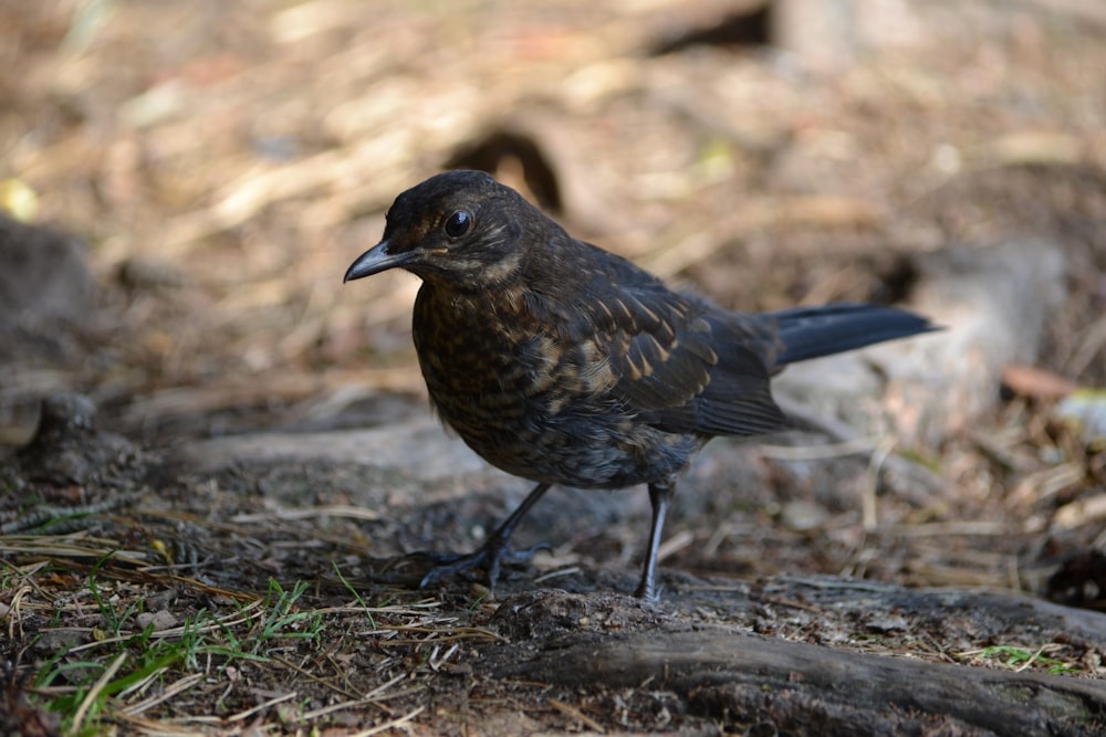 pájaro marrón en la hierba verde durante el día