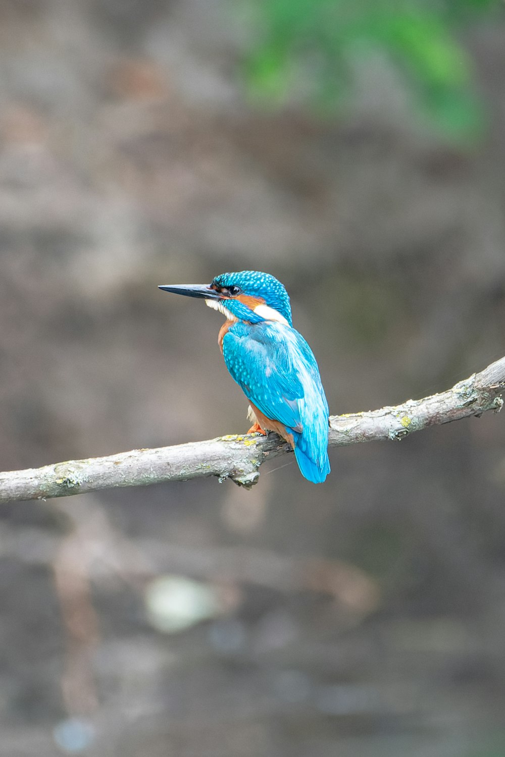 blue and brown bird on brown tree branch