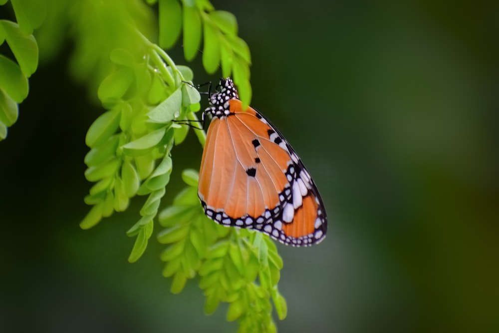 brown and black butterfly on green plant