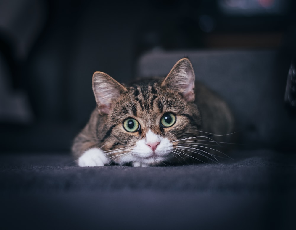 brown tabby cat on white textile