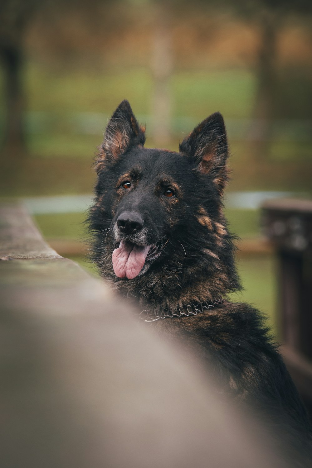 black and tan german shepherd