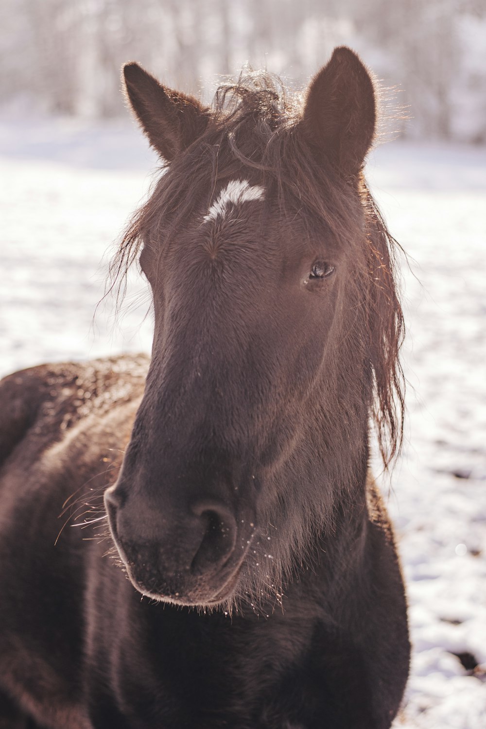 brown horse on brown sand during daytime