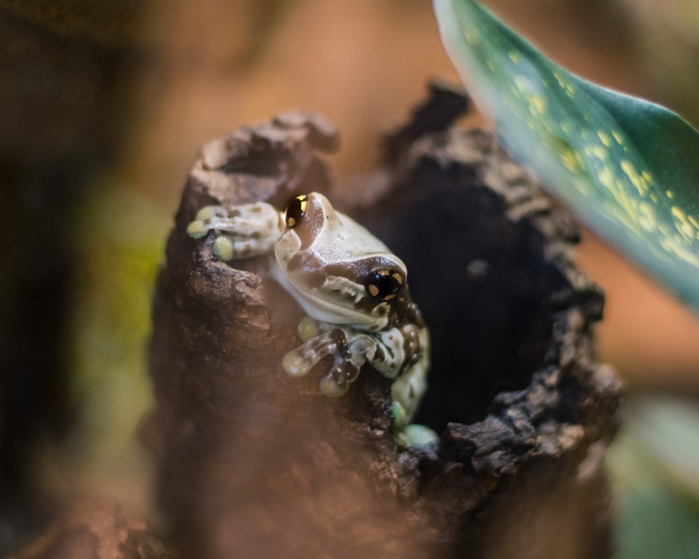 white frog on brown tree branch