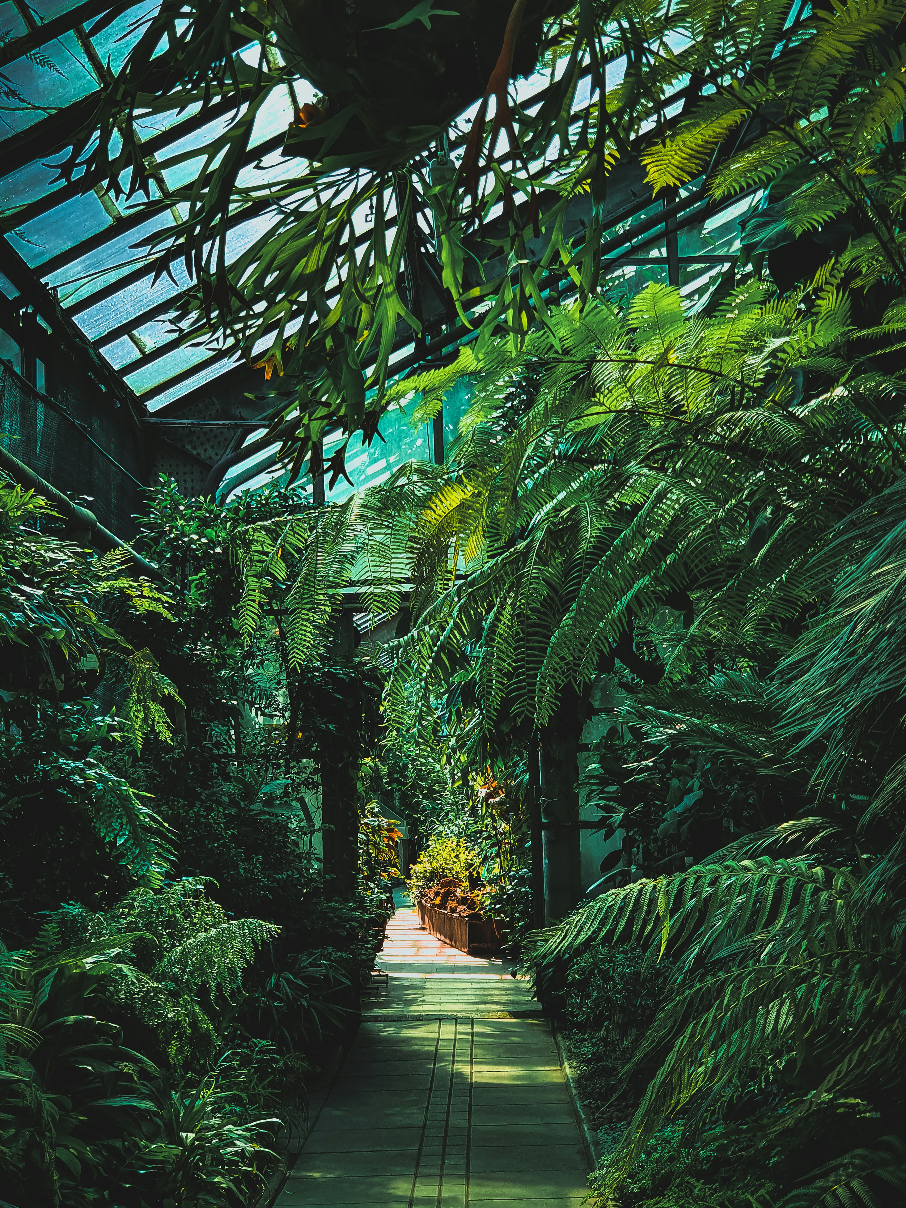 green banana trees and plants photo – Free Image on Unsplash