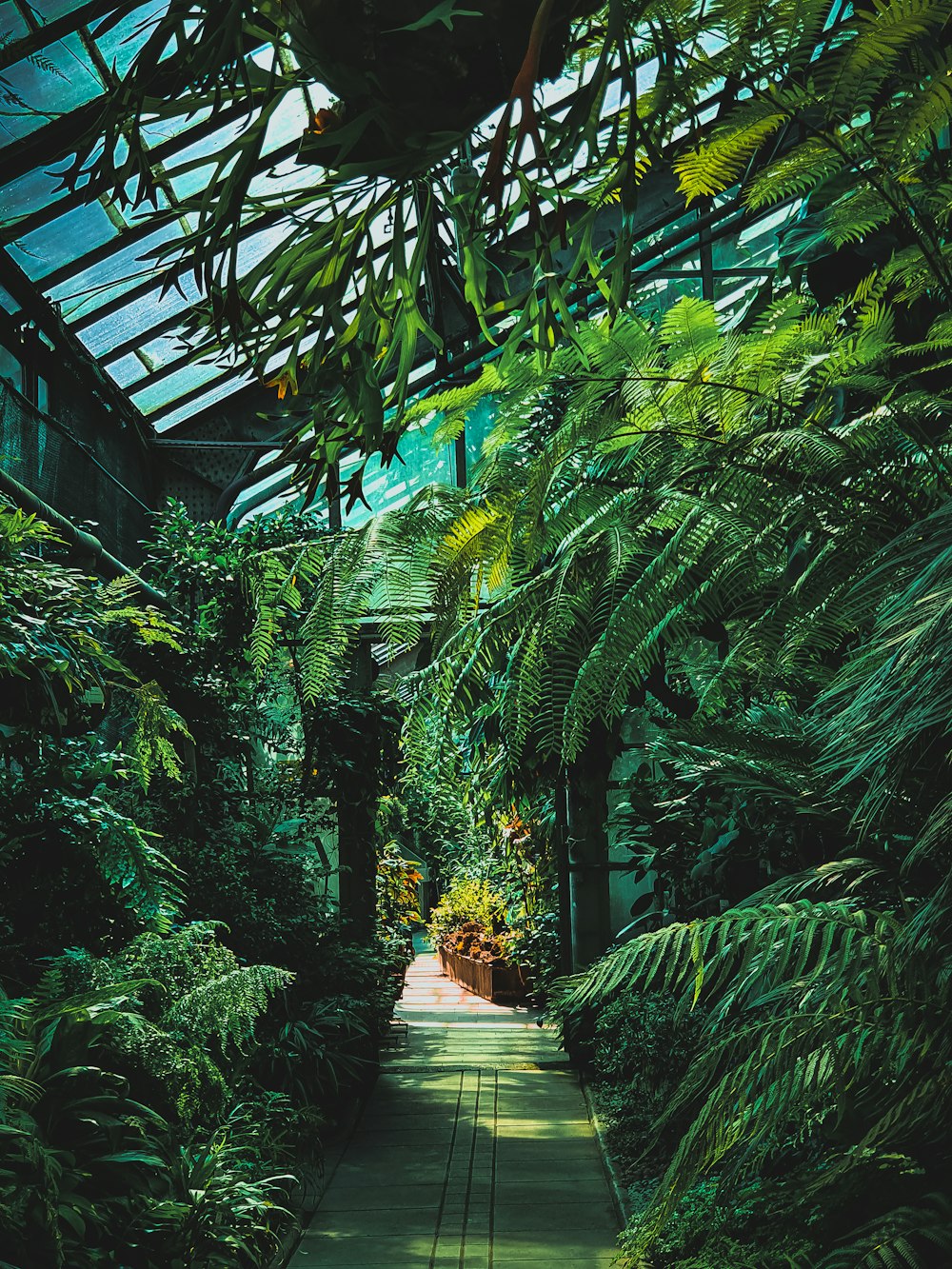 green banana trees and plants photo – Free Image on Unsplash