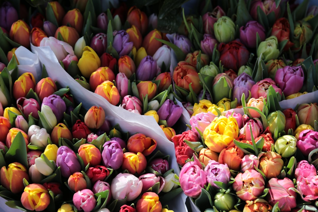 yellow pink and red tulips