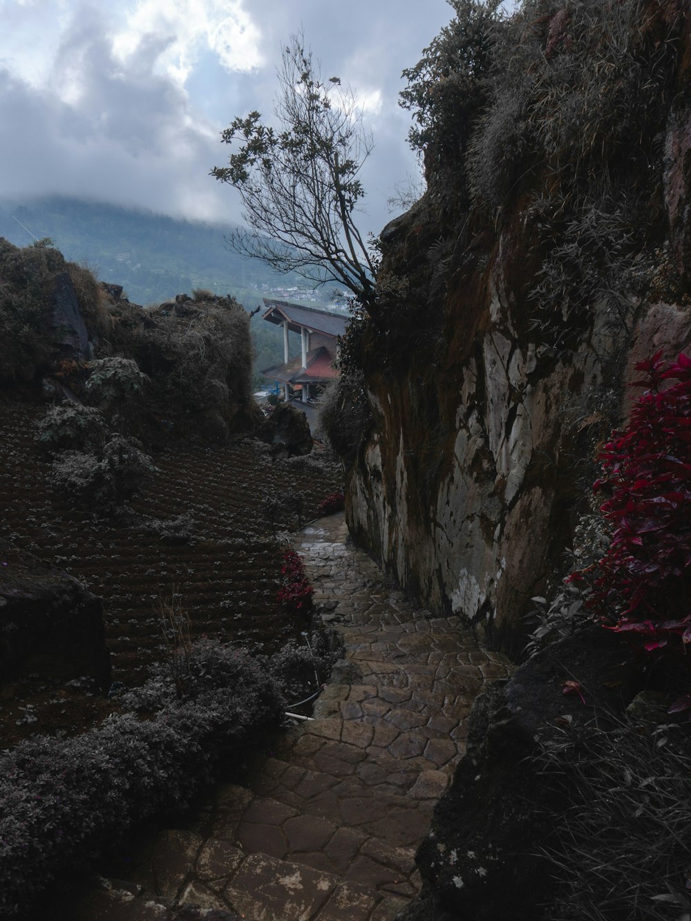 brown concrete pathway between red flowers and green grass field