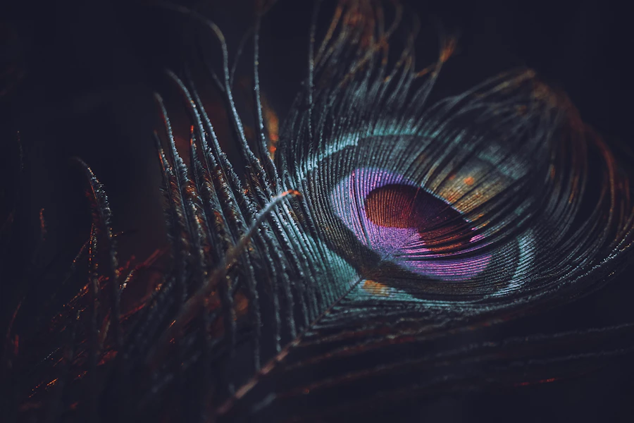 A peacock feather, a symbol closely associated with Lord Krishna