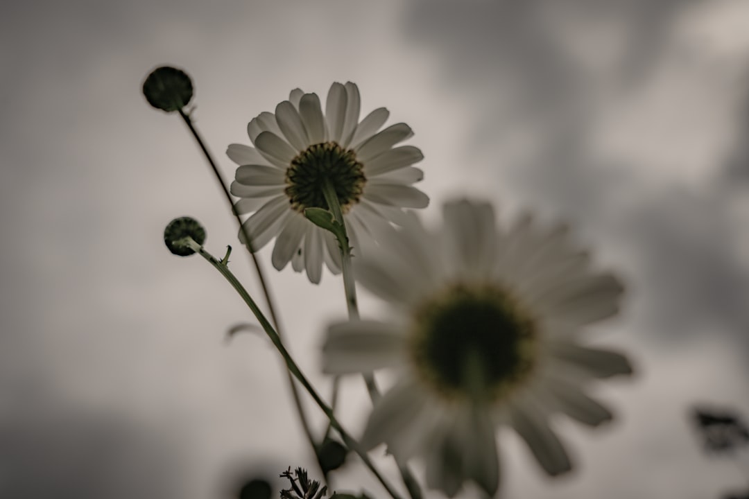 white and black flower in close up photography