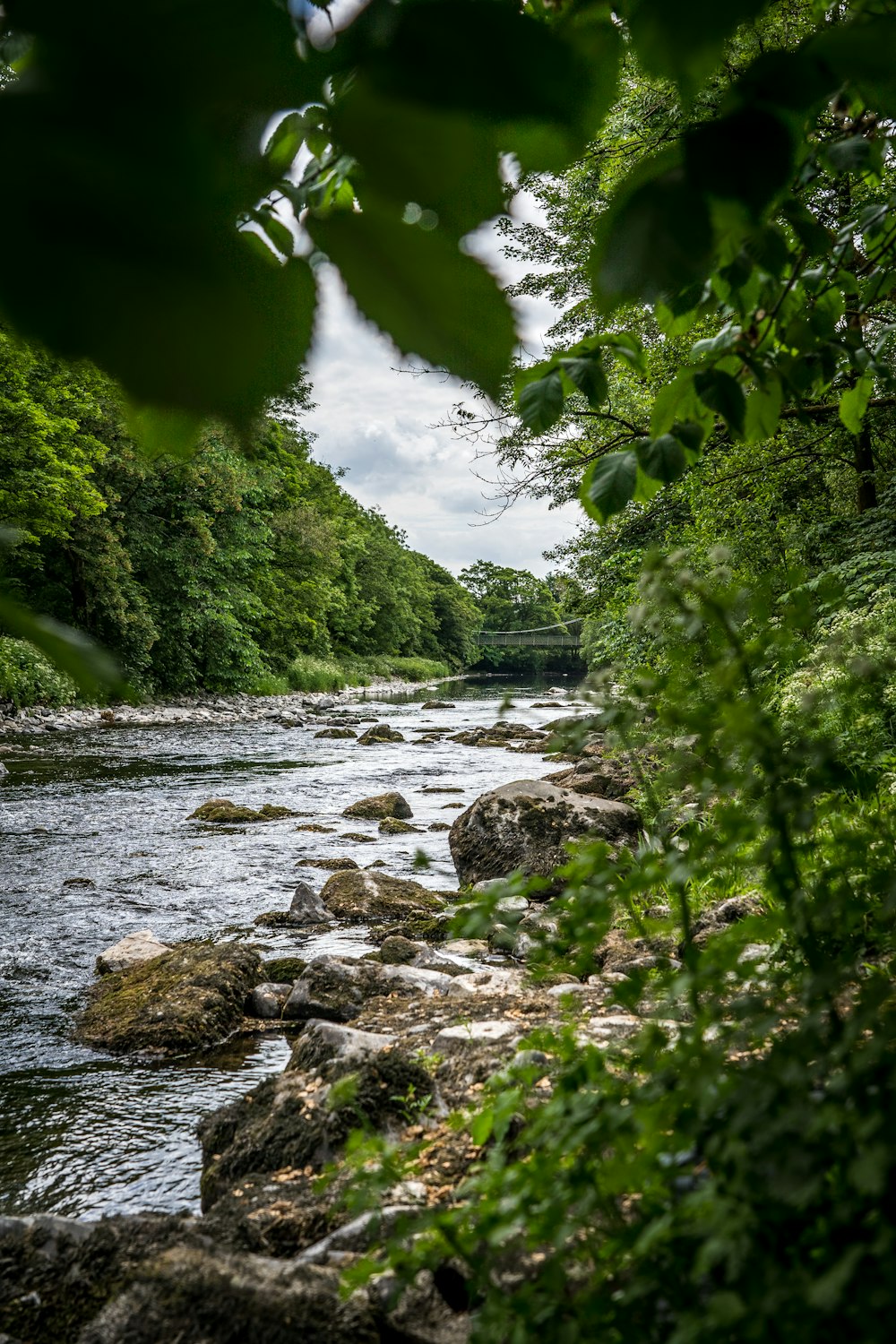 green trees beside river during daytime