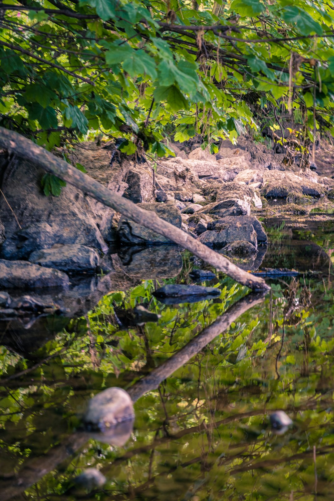 green moss on brown tree branch on water