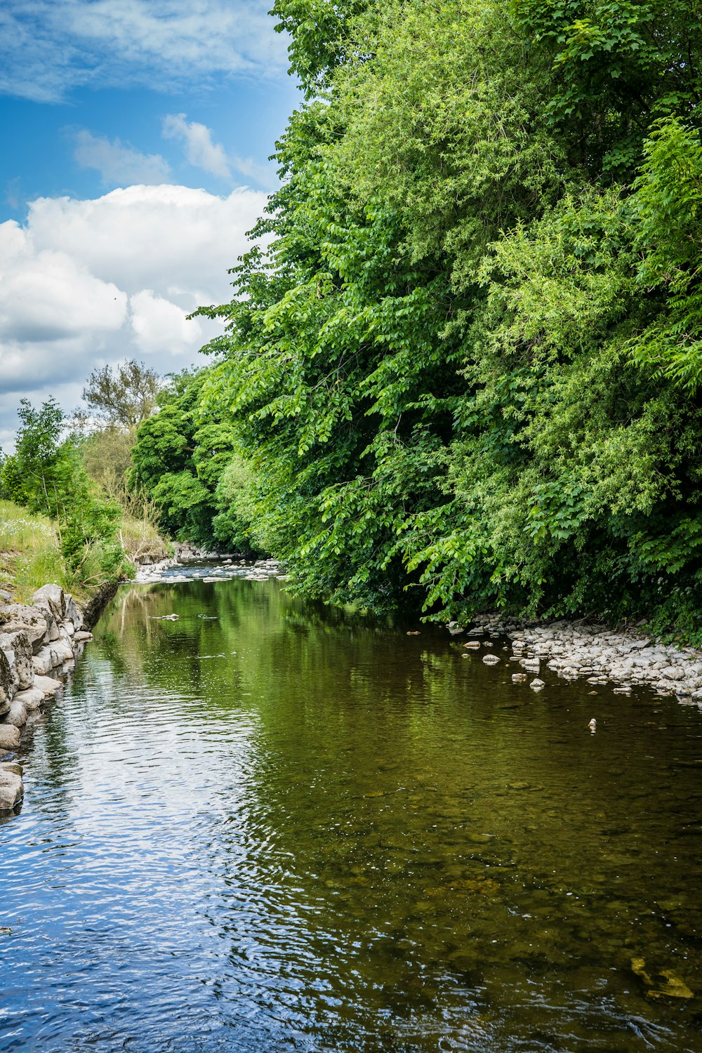 green trees beside river under blue sky during daytime