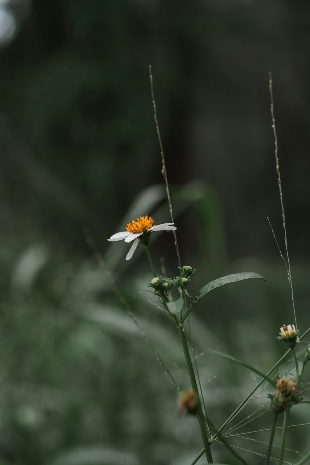 white and yellow daisy flower in bloom during daytime