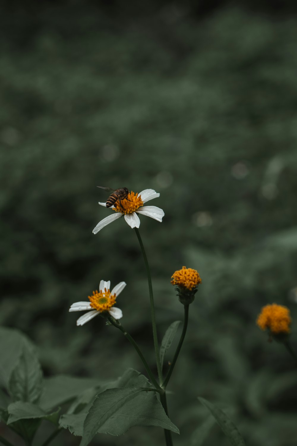 black and yellow bee on white flower