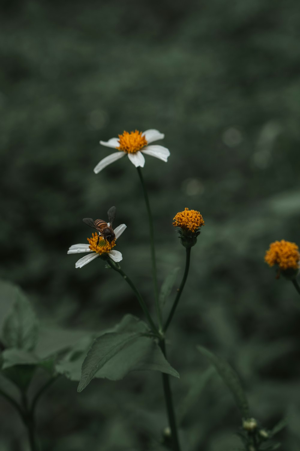 fiore bianco e giallo con obiettivo tilt shift foto – Singapore Immagine  gratuita su Unsplash