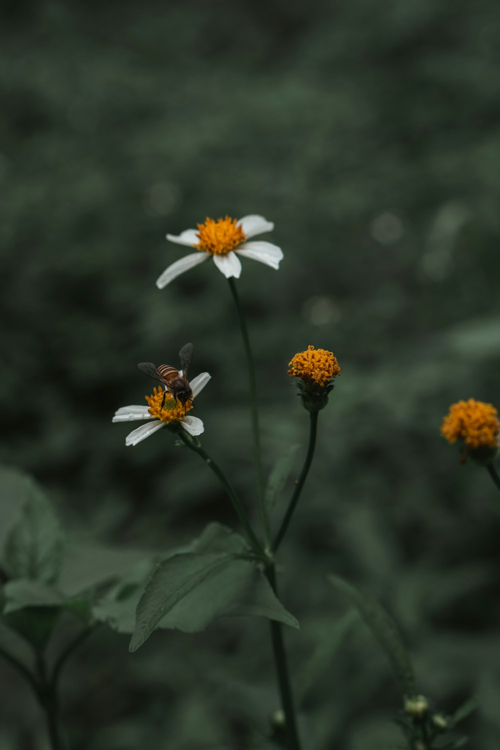 white and yellow flower in tilt shift lens