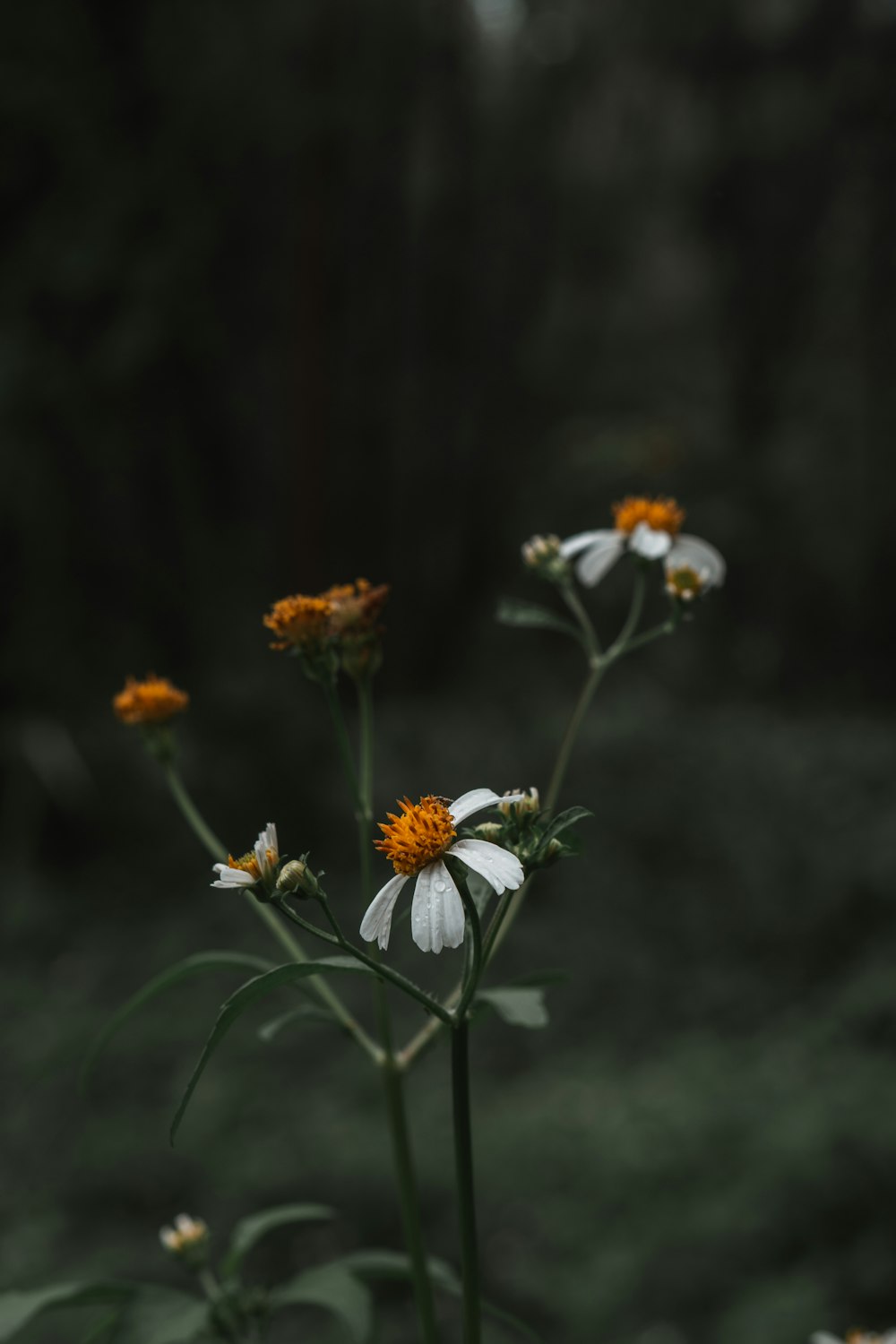 white and yellow flowers in tilt shift lens