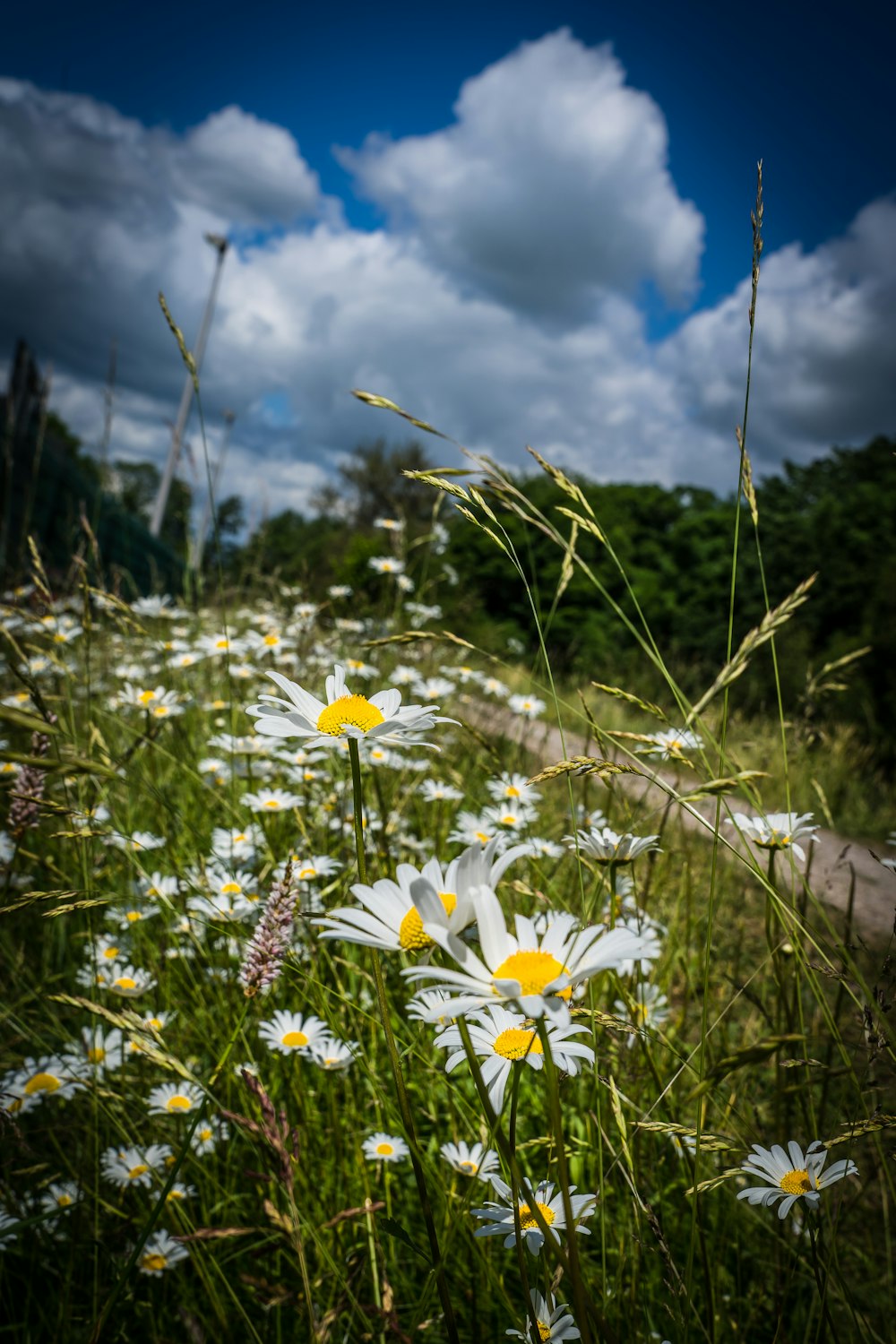 white and yellow daisy flowers