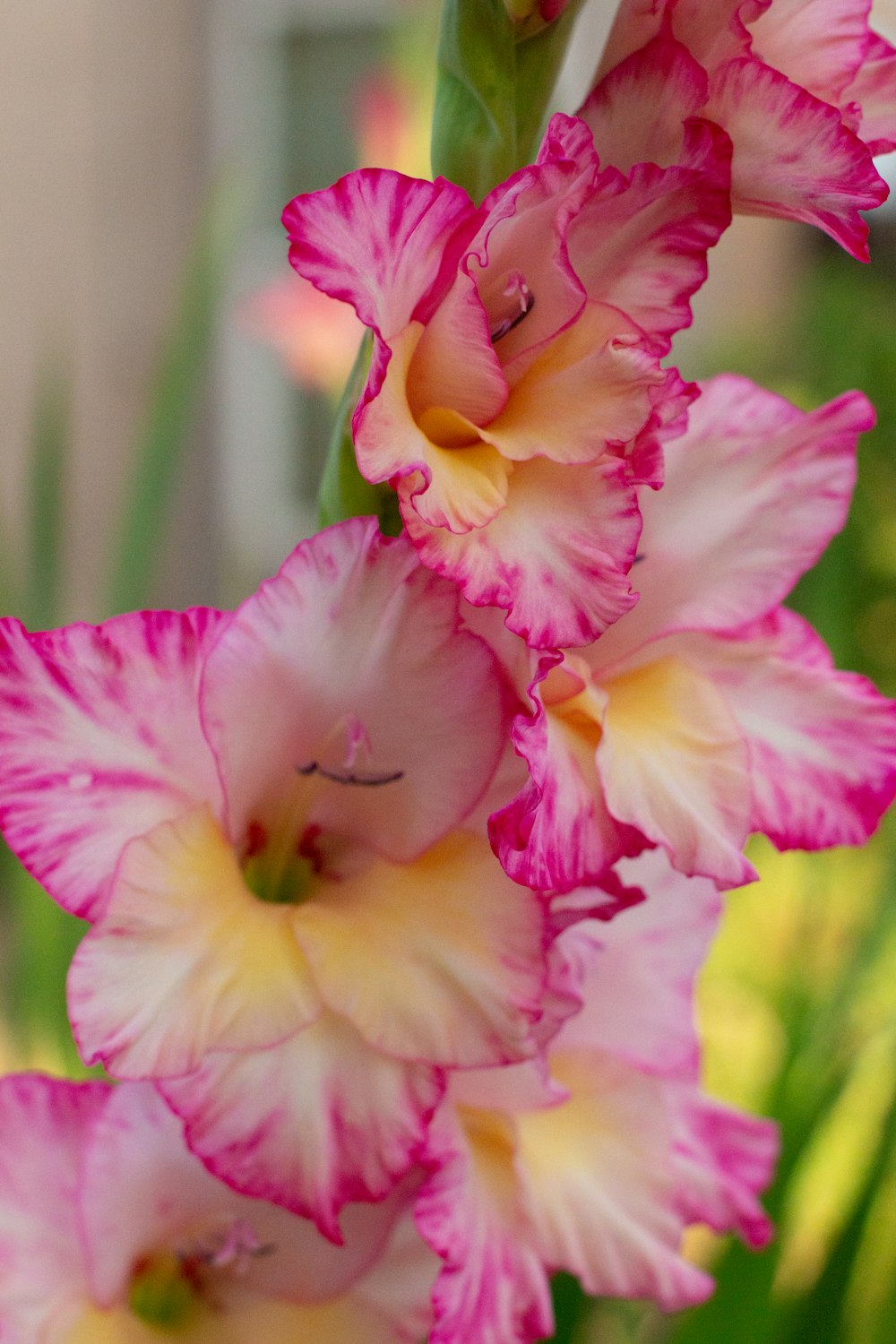 pink and white flower in macro shot