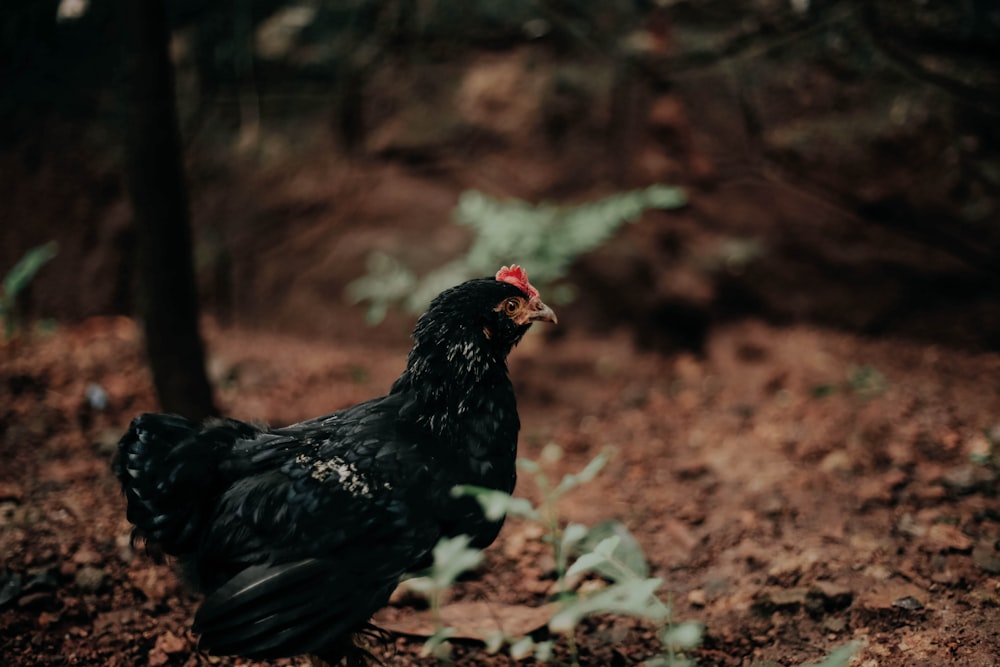 black and brown chicken on brown soil