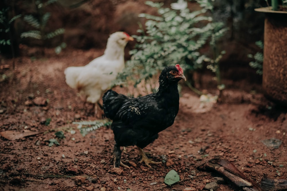 white and black chicken on ground
