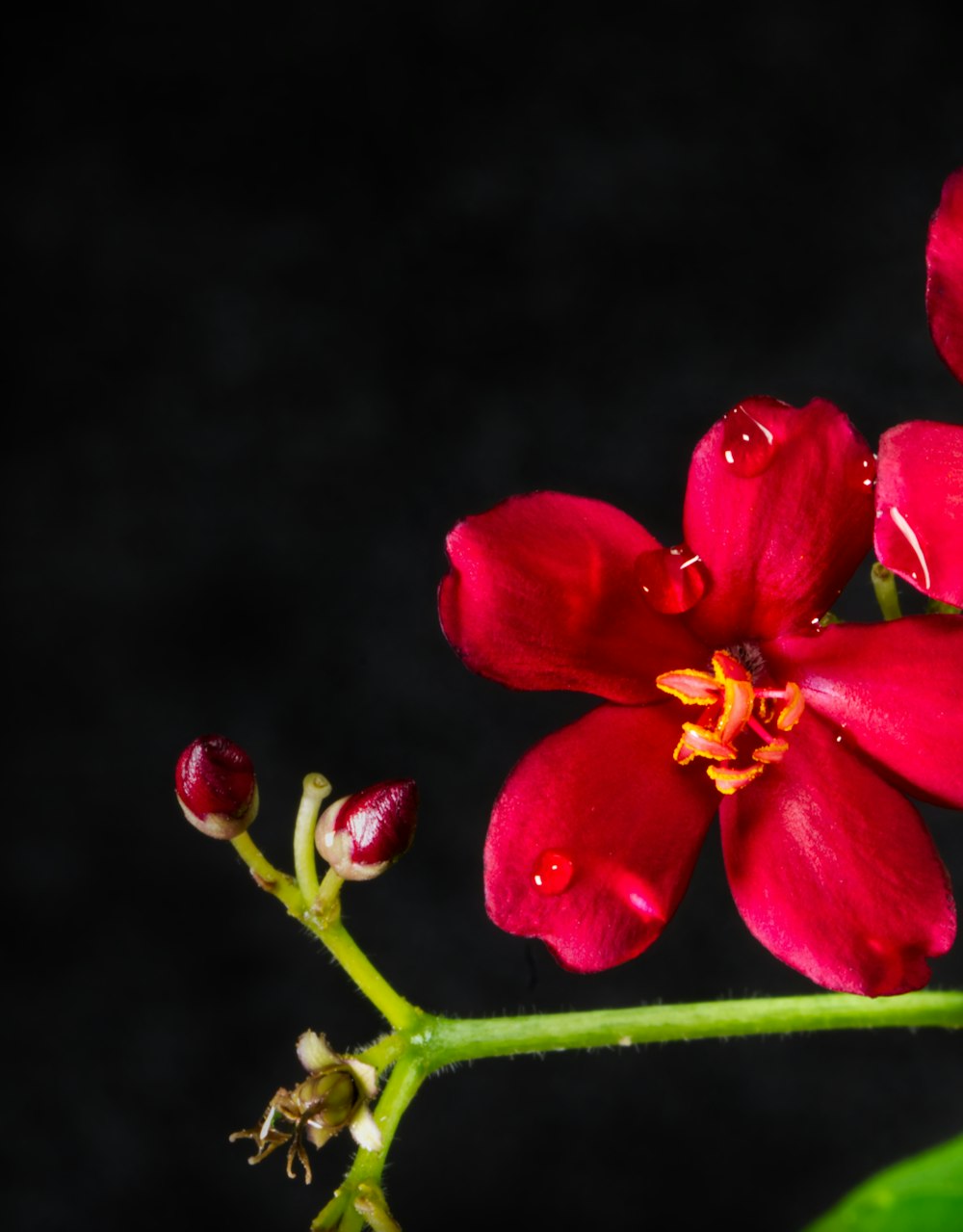 red flower in macro shot