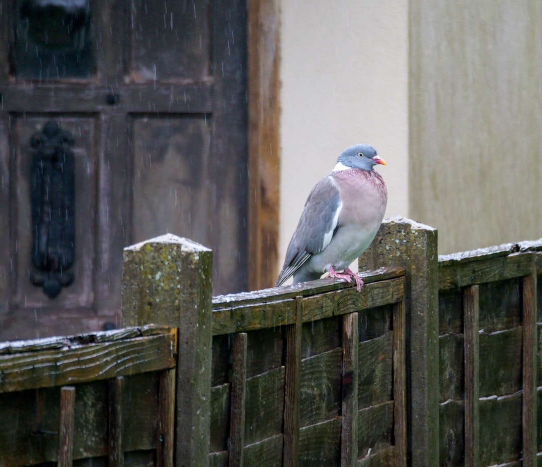 gray and white bird on brown wooden fence